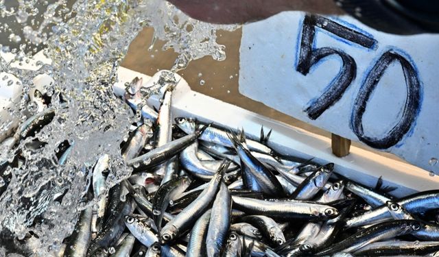 Trabzon'da hamsi fiyatları bir paket makarna fiyatına!