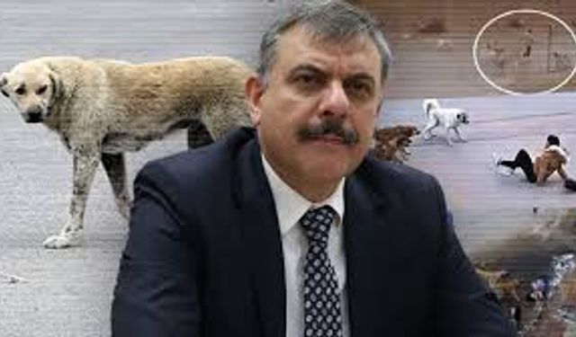 Vali Çiftçi: “İlimizde sahipsiz sokak hayvanı kalmadı”