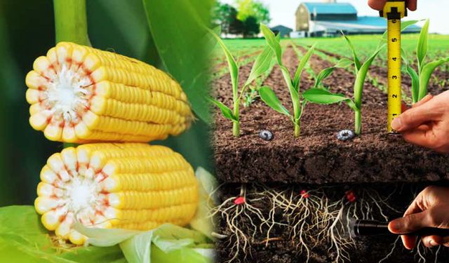 Şanlıurfa’da sahte zirai ilaç operasyonu: onlarca koli ele geçirildi