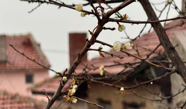 Eskişehir’de kayısı ağacı Aralık ayında çiçek açtı!