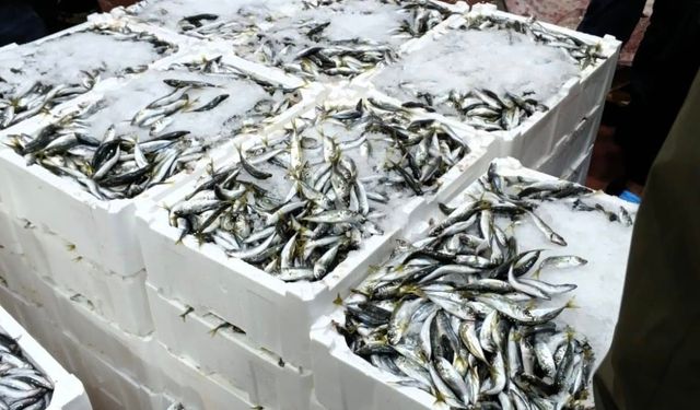 Bursa’da balık halinde şafak operasyonu: 615 kilo istavrite el konuldu