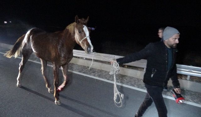 Milyonluk değere sahip yarış atları telef oldu