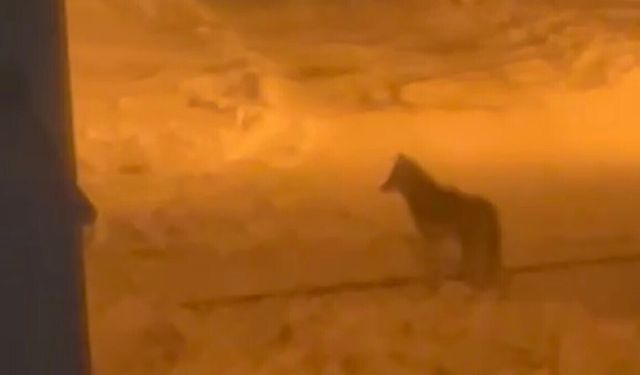 Bitlis'te şehir merkezine inen kurt görüntülendi