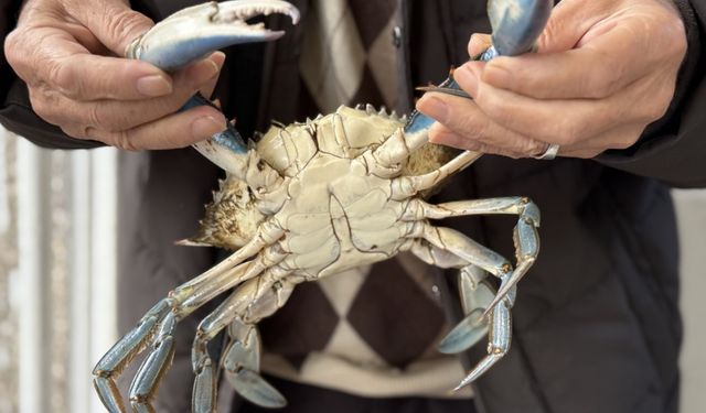 Balıkçıların ağına mavi yengeç takıldı