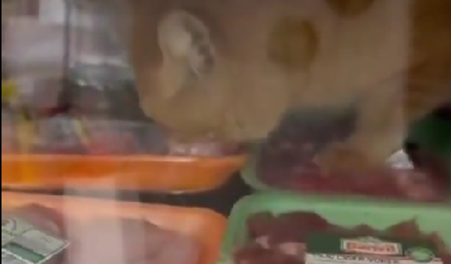 Şarküteri dolabına giren kedi dolaptaki etleri afiyetle yedi