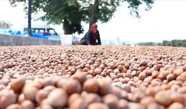 "Fındık için artık ciddi sulama yapılmalı"
