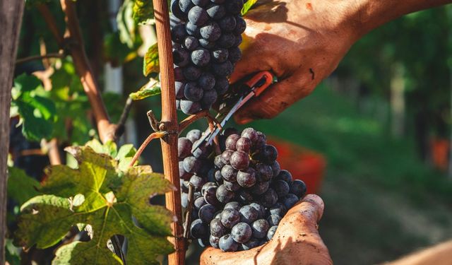 MICHELIN Rehberi’nde yeni bir dönem: MICHELIN Grapes