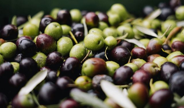 Türkiye’nin nadir zeytinlerinin dijital envanteri oluşturuluyor