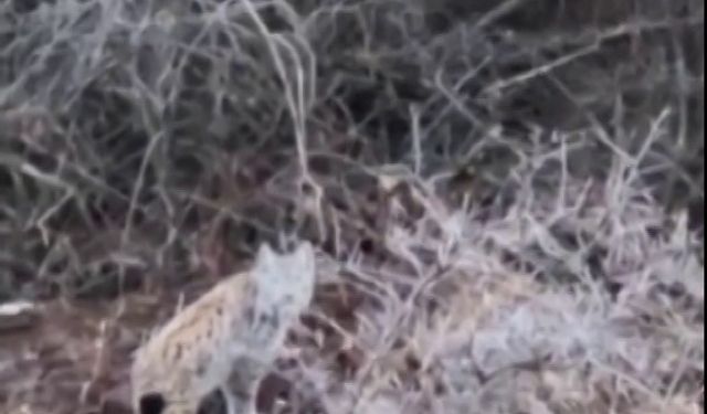 Önce kedi sandı, gerçeği sonra öğrendi: Ormanın hayaleti Sivas'ta görüldü