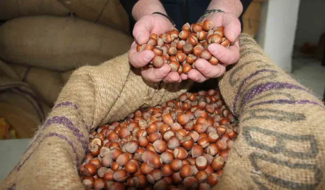 Türkiye'den Hindistan'a fındık ihracatı