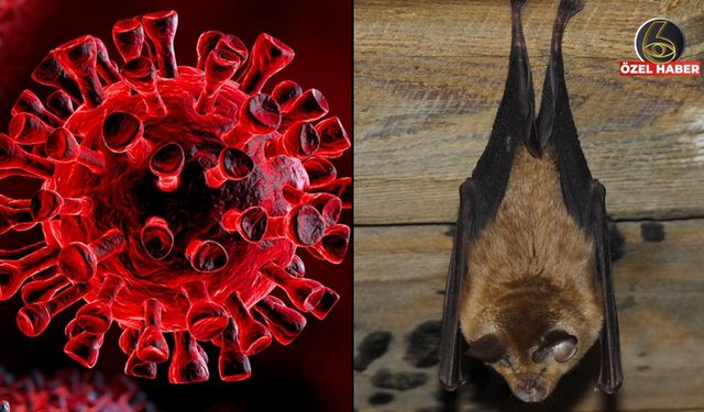 Hindistan'da Nipah alarmı: Ölümcül virüs dünyayı tedirgin etti! Ölüm oranı yüzde 75