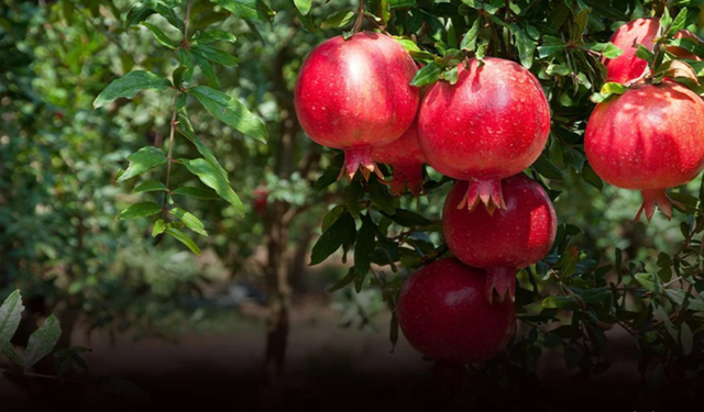 Nar ihracatı yüzleri güldürdü!