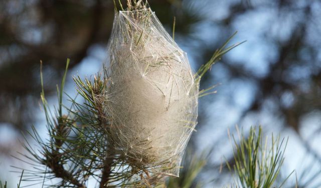 Samsun'da tehlike alarmı! Dokunanı hastanelik ediyor