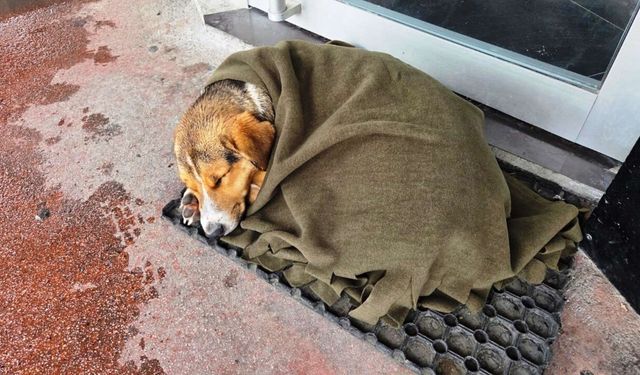 Samsun’da soğuktan titreyen köpeği şalla sardılar