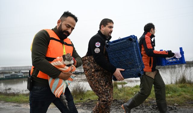 Geride kimse bırakılmadı: AFAD, 3 kedi için suların içine daldı
