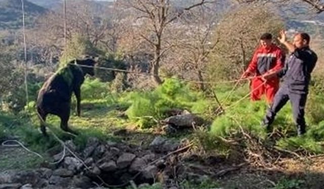 Bodrum'da kuyuya düşen buzağı kurtarıldı