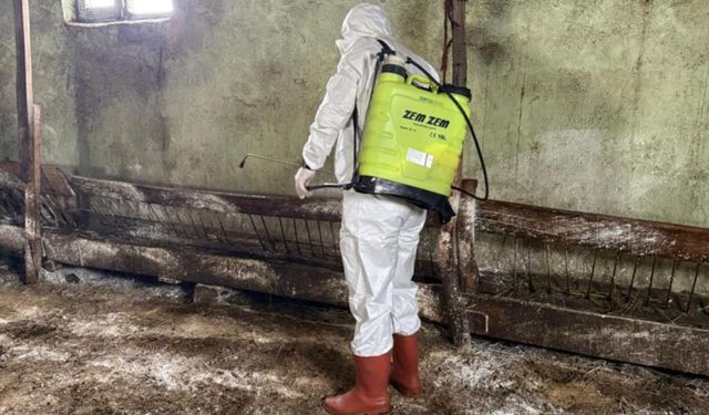 Yüksekova'da kuduz alarmı: Ekiplerin müdahalesiyle durum kontrol altına alındı