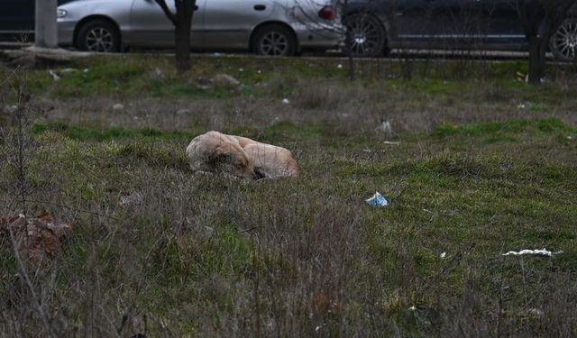Eskişehir'de başıboş köpek paniği! Mahalleli tepkili