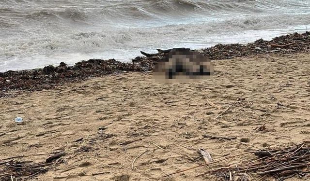 Sarımsaklı sahiline kadın cesedi vurdu