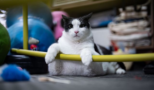 12 kiloluk boncuk 'sıkı yönetimde! Tembel kedi koşu bandında ve pilates topunda ter döküyor