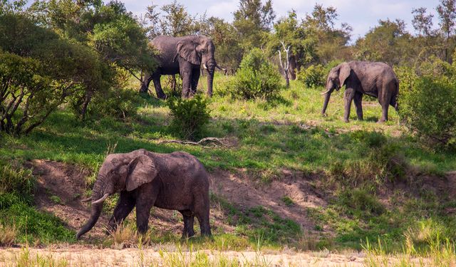Fillerin hortumundaki kedi bıyığını andıran kılların işlevi ortaya çıktı