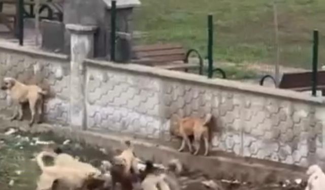 Diyarbakır'da korku dolu anlar: Sokak köpekleri aralarına aldıkları köpeği parçalamaya çalıştı!