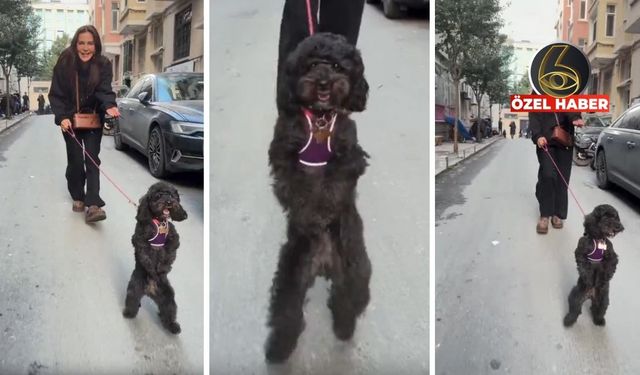 İstanbul sokaklarında "bipedal" neşe: Bu köpek mutluluktan yürümeyi unuttu!