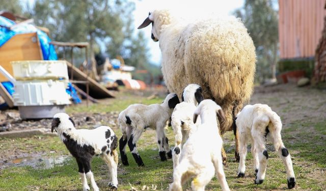 Manisa'da mutluluk veren beşiz doğum
