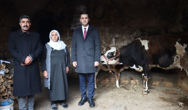 Mardin'de ineği telef oldu! Yerine yeni inek ve buzağı verildi