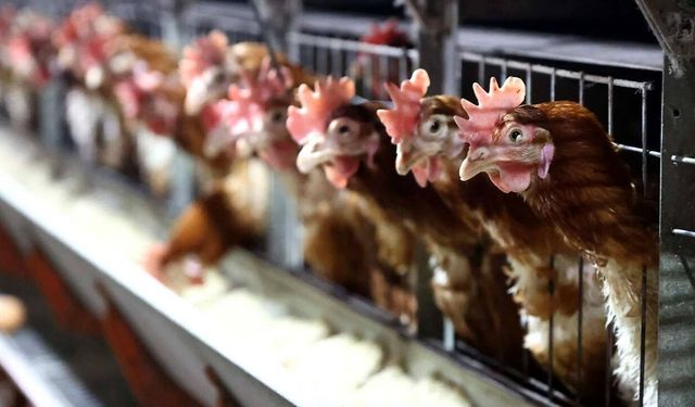 Tavuk eti ve yumurta üretimi Aralık’ta arttı
