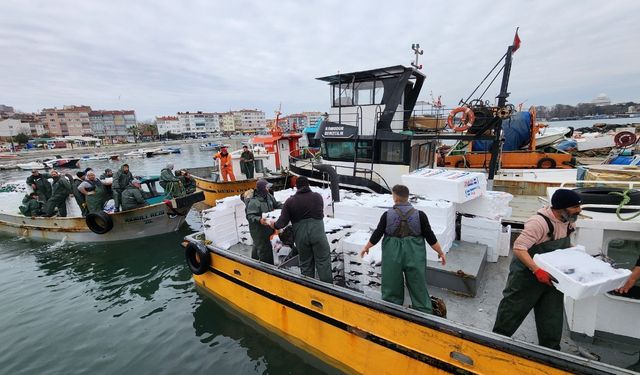 Tekirdağ'da torik bereketi: Tek seferde 500 kasa