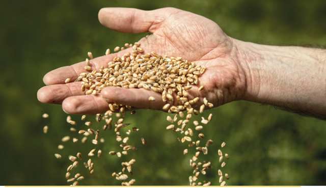 Türkiye tohumda dünya sahnesinde: 368 milyon dolarlık rekor