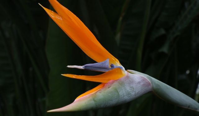 Uzun ömürlü "Starliçe", Sevgililer Günü’nde öne çıkıyor