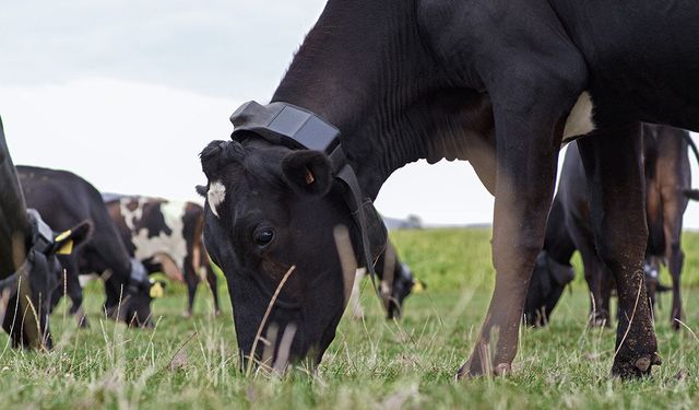 Yapay zeka çobanın yerini aldı: Yeni Zelenda'da devrim