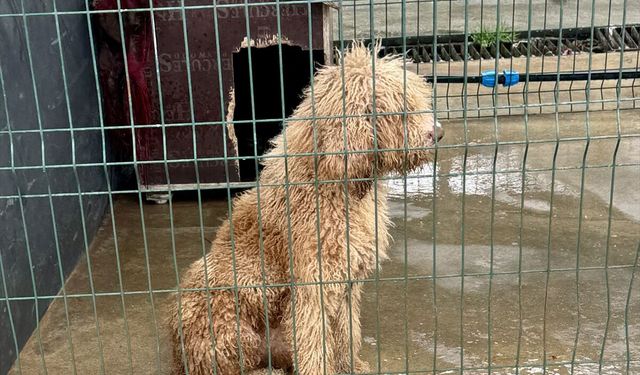 Edirne'de vahşet çiftliğine ağır darbe: Yasa dışı köpek üreticisine 2 milyon liralık rekor ceza!