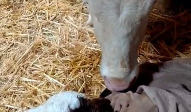 Bayram sabahı doğan buzağıyı görünce türküler söyledi