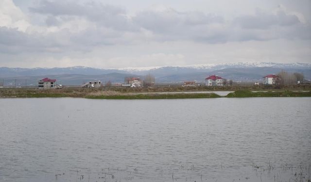 Muş Ovası’nda kar erimesi ve sağanak tarım arazilerini sular altında bıraktı