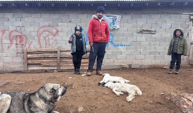 Erzincan’da kuzu telefleriyle ilgili numuneler laboratuvara gönderildi