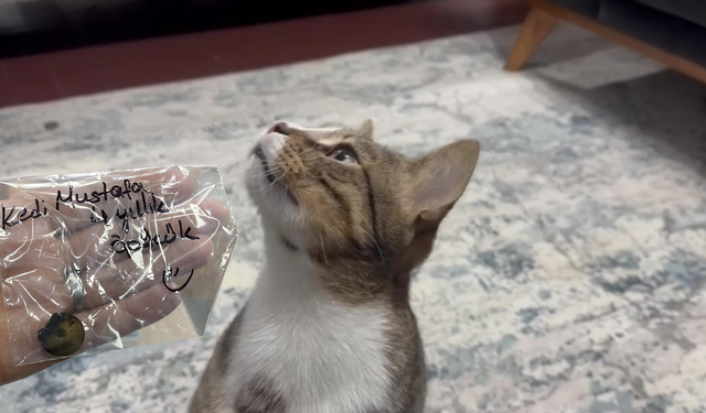 Dört yıldır aralıksız kusan kedinin midesinden çıkanlar görenleri şoke etti