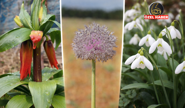 Bir çiçeği koparmanın cezası cebinizi delebilir, işte o çiçekler ve cezaları!