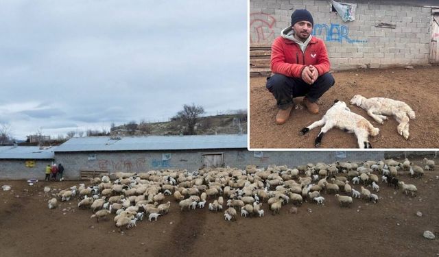 Erzincan Kemah'ta gizemli hastalık: 50'den fazla yeni doğan kuzu telef oldu