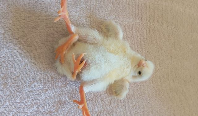 Görenler inanamadı! Diyarbakır'da dört ayaklı civciv doğdu