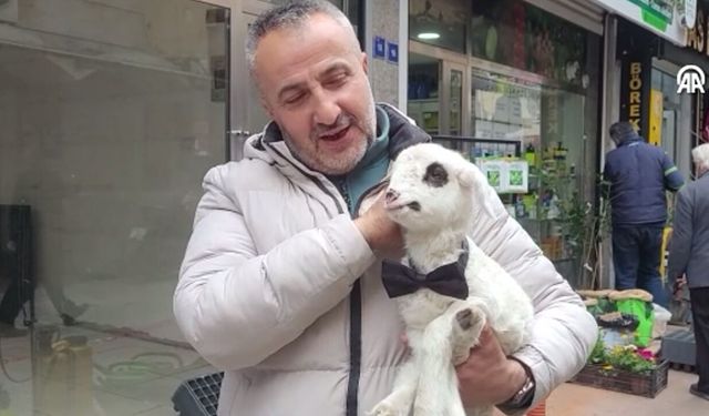 Samsun'da yürekleri ısıtan dostluk! Kuzusuyla birlikte yaşıyor