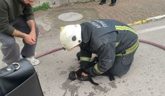 Yangında baygın bulunan kedi kalp masajı ile hayata döndü