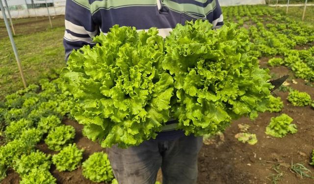 Tarlada 15 TL, tezgahta 100 TL: Marulda korkunç fiyat uçurumu!