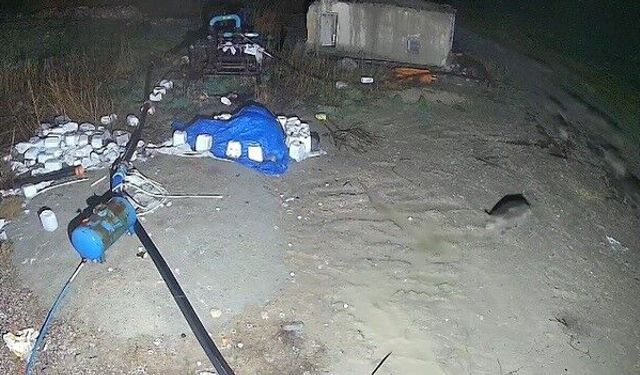 Konya'da domuz sürüsü yerleşim alanına indi