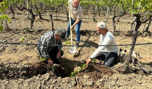 TARİŞ düğmeye bastı: Bağlara yakın takip