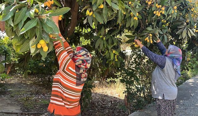 Antalya'da alıcısı çıkmayınca bütün meyveyi ücretsiz dağıttı: Çok sayıda insan akın etti