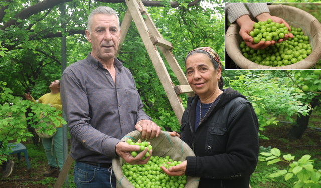 Ağaçtan elleriyle toplayıp Avrupa'ya satıyor! Kilosu 450 lira