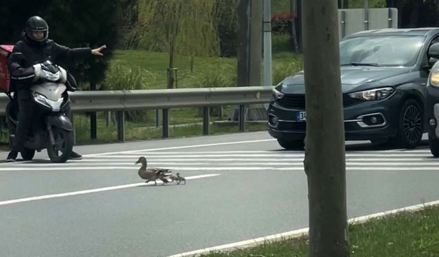 Duyarlı sürücü ördek ailesi için seferber oldu